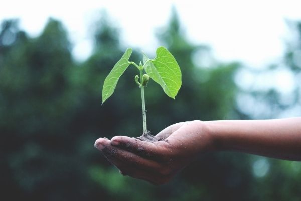 The Woodland Investment Grant in the UK