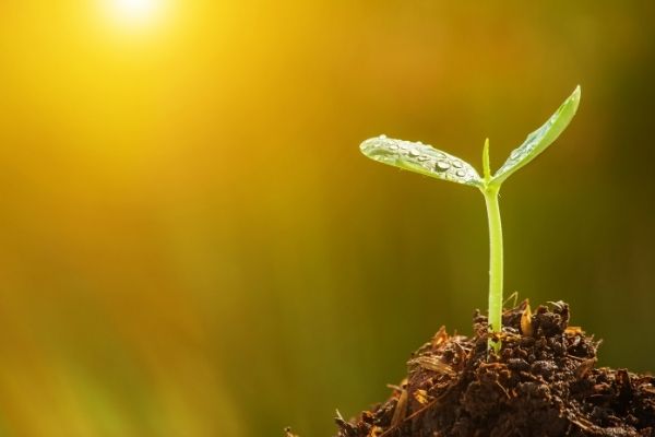 Waste Levy Fund for Seed Funding (New Zealand)