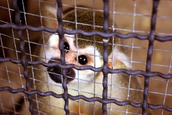 South Africa: Consultancy Required to Train Media on Illegal Wildlife Trade