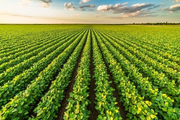 RFPs: Urban, Indoor, and Emerging Agriculture Program in the US