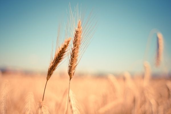 Canada: Nourishing Potential Grants