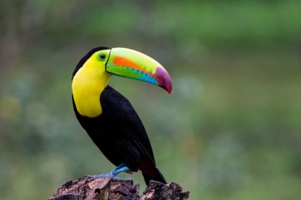 Australia: Grassroots Grant Program