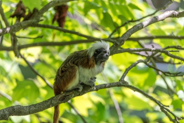 Great Ape Conservation Fund - Africa