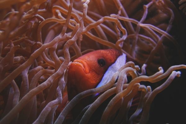 Call for Proposals to support Marine Conservation Efforts across Canada - fundsforNGOs Call for Proposals to support Marine Conservation Efforts across Canada