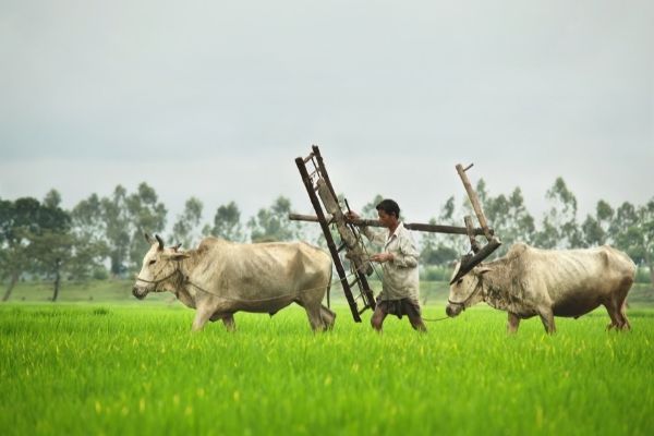 Expression of Interest: Agritech Challenge 2021