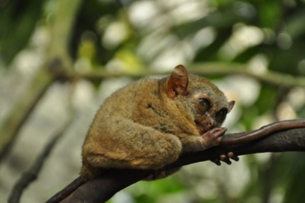 Inspiring Action: Annual Conservation Grants