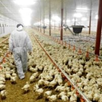 NOFO: HPAI Poultry Innovation Grand Challenge (US)