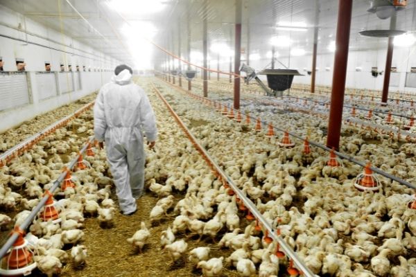 NOFO: HPAI Poultry Innovation Grand Challenge (US)
