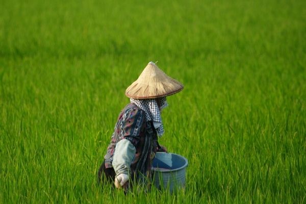 NOFO to support the Technical Agricultural Assistance Program in Colombia