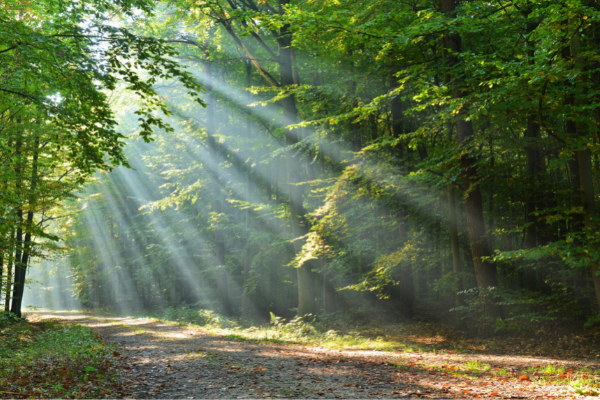 United States: Community Forests Program