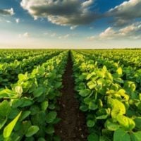 Open Call for Delivering an Agriculture Sector Strategy for SLCP Mitigation Project (Côte d'Ivoire)