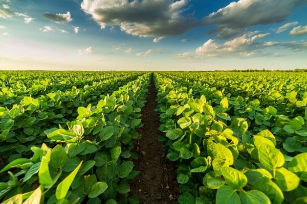 Open Call for Delivering an Agriculture Sector Strategy for SLCP Mitigation Project (Côte d'Ivoire)