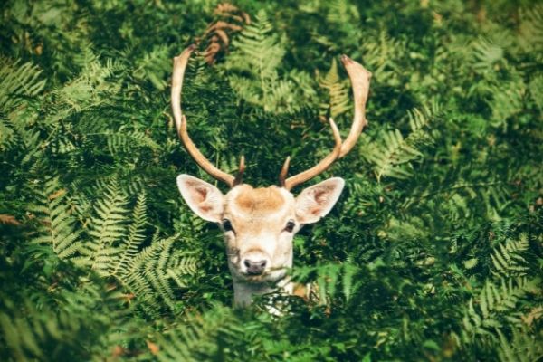 Comedy Wildlife Photography Awards Competition