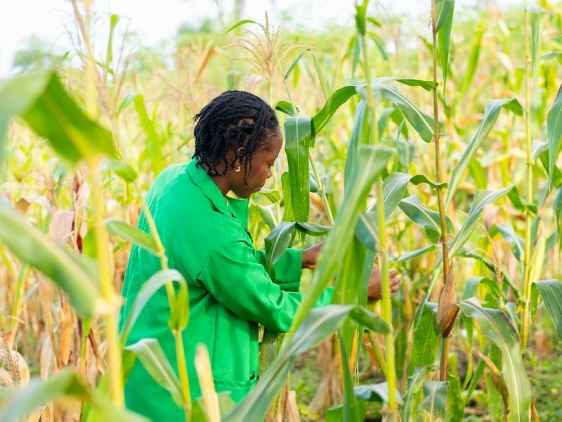 World Food Prize Foundation's Norman Borlaug Field Award