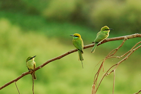 Grants to support the Advancement of Wildlife Research