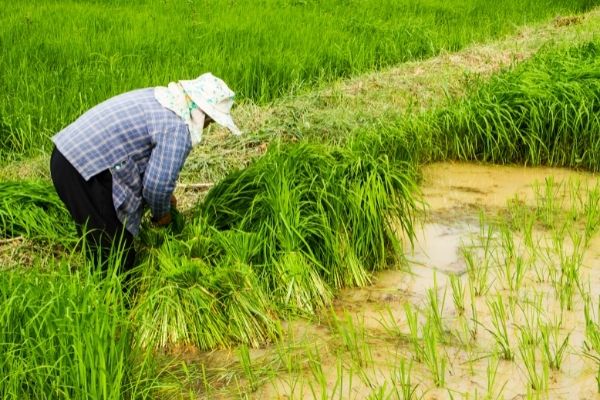 Conservation Innovation Grants Arkansas State Program in the US