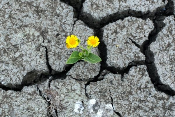 Call Open for Large Scale Demonstrators of Climate Resilience Creating Cross-Border Value