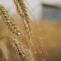 2023 Leading Women in Israeli Foodtech Awards