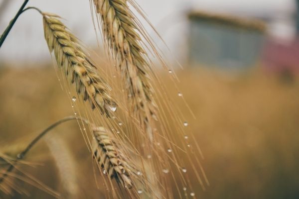 2023 Leading Women in Israeli Foodtech Awards