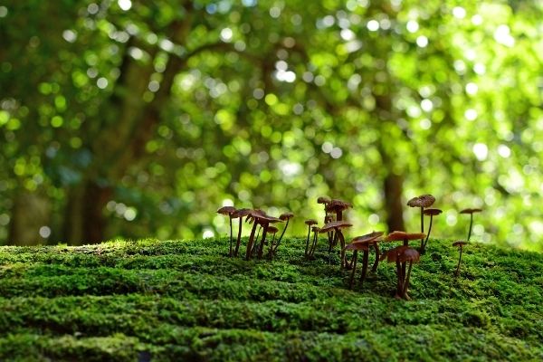 CFPs: Addressing Biodiversity Decline and Promoting Nature-based Solutions in Higher Education
