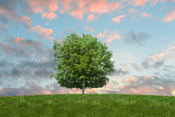 Enviroplan Levy Community Funding Program (Australia)