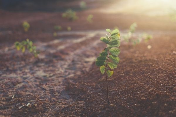 Call for Applications: King Bhumibol World Soil Day Award