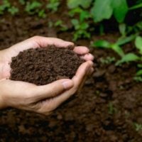 CFAs: King Bhumibol World Soil Day Award
