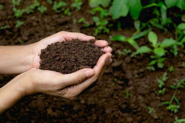 CFAs: King Bhumibol World Soil Day Award