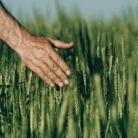Local Food Infrastructure Fund Program - Canada - fundsforNGOs Local Food Infrastructure Fund Program - Canada