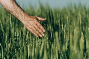 Local Food Infrastructure Fund Program - Canada