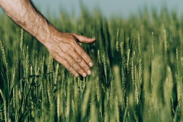 Local Food Infrastructure Fund Program - Canada
