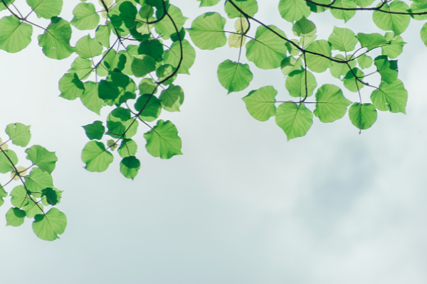 CZ-ENVIRONMENT: Alesund Call for Proposals