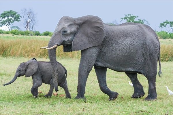 Applications open for African Elephant Fund Program 2025