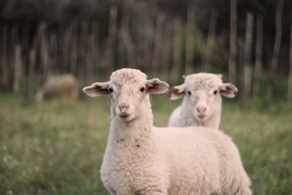 Animal Welfare Grant Program in Australia