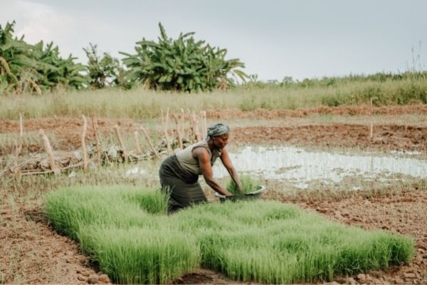 Sustainable Energy for Smallholder Farmers Innovation Fund in Ethiopia, Kenya and Uganda
