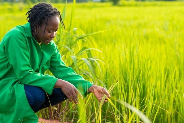 IGNITE Food Systems Challenge 2.0 in Rwanda