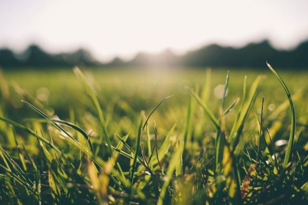 Apply Now! Agri-StartUps for RKVY-RAFTAAR's Cohort 4 in India