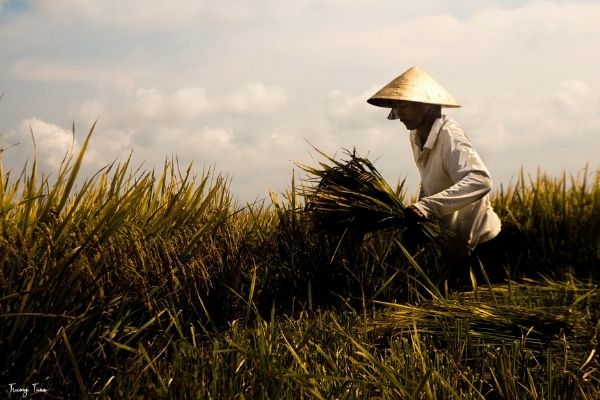 NOFO: NRCS Conservation Innovation Grants (US)