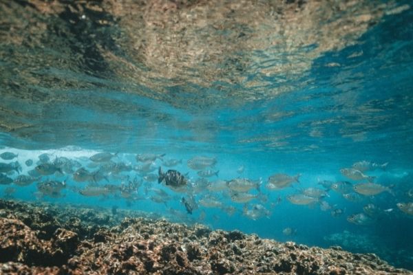 Seventh Funding Cycle of the Blue Grants Fund in Seychelles