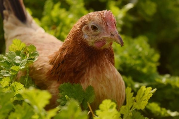 Poultry and Eggs Value Chain Assessment Program in Mozambique