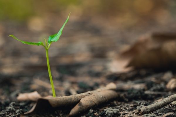 SEED Starter Programme in Bostwana - Apply Now!
