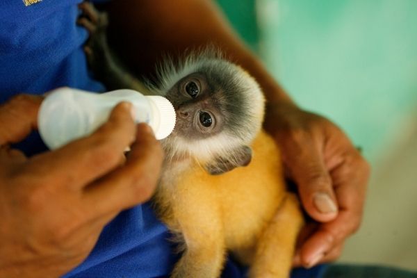 WWF-Vietnam: Invitation to EOI for Trusted Providers of Translation and Interpretation Services