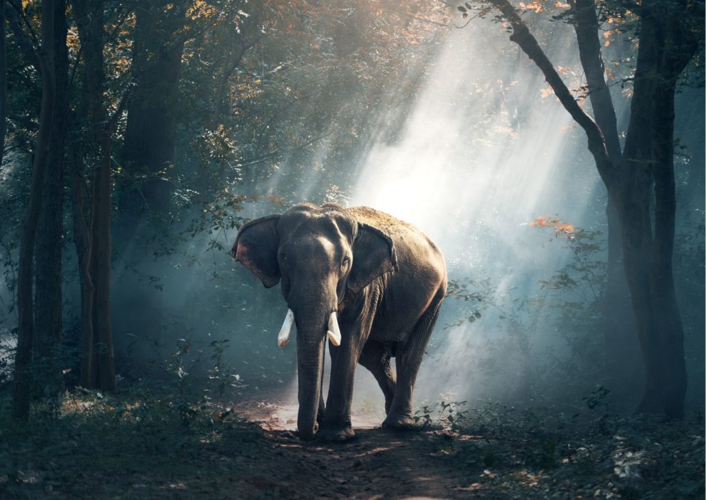 EMA Small Grant Program for Elephant Conservation Projects