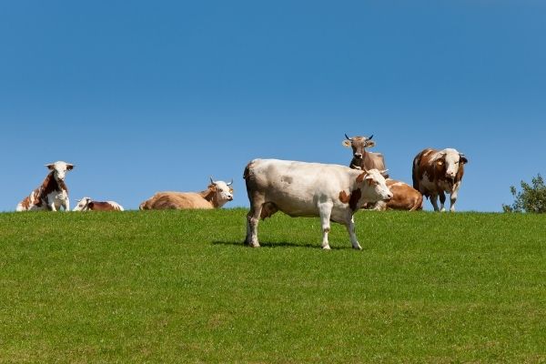 Farmland Preservation: Wildlife and Recreation Program in the US