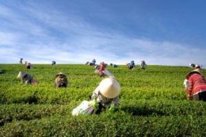 Climatetracker.org announces Solutions Reporting Grant