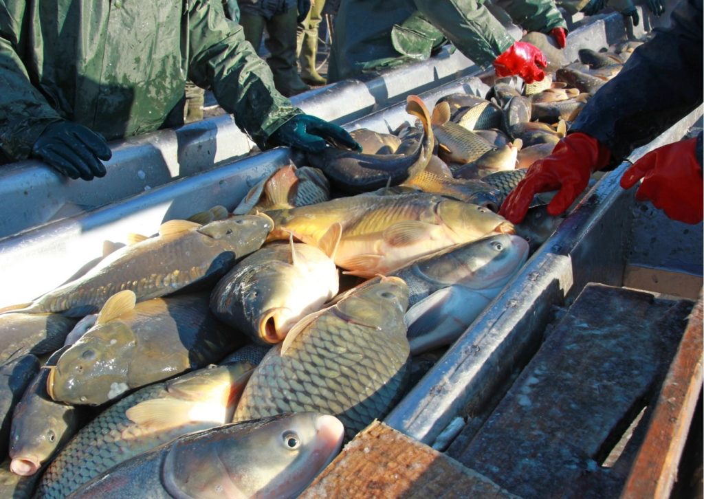 Fishing Industry