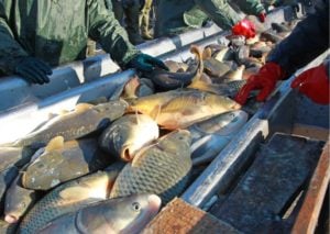 Fishing Industry