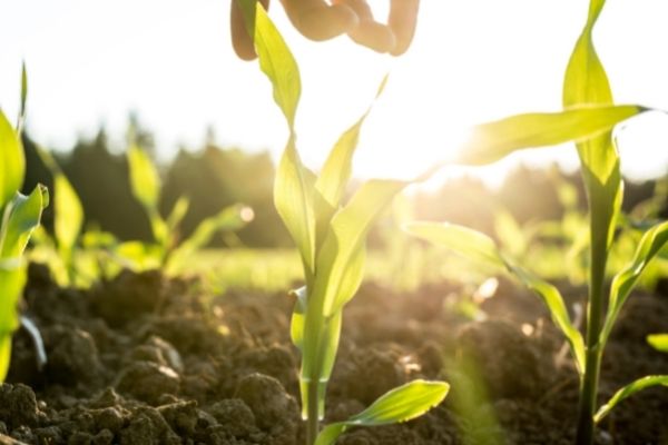 Canada: Nourishing Potential Grants