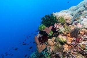 Marine Parks Grants Program in Australia