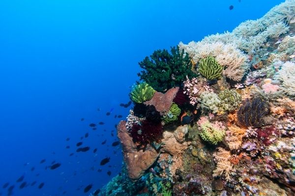Marine Parks Grants Program in Australia - fundsforNGOs Marine Parks Grants Program in Australia